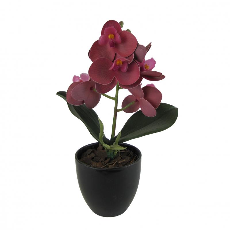 Storczyk w doniczce 27cm